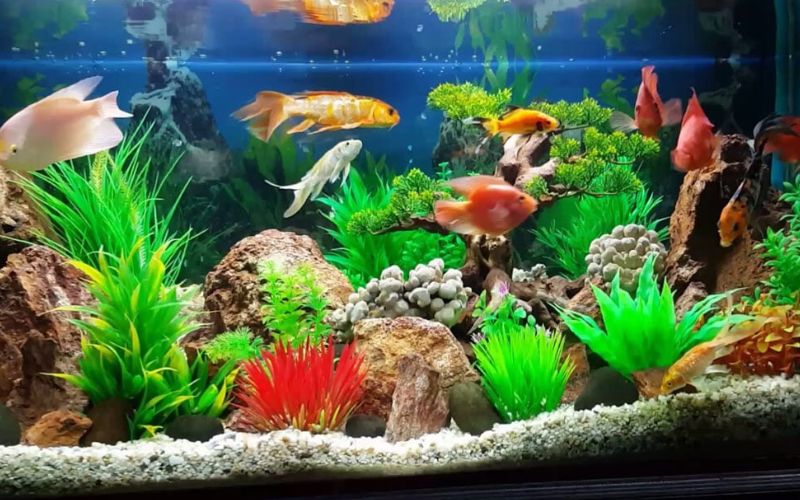 Bể cá thủy sinh ở Cá cảnh tài lộc