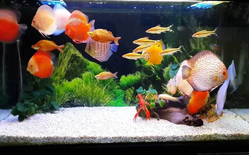 Cấu trúc của bể hải sản