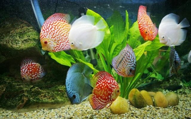 Cách Lựa Chọn Dàn Bể Hải Sản Đẹp Cho Không Gian Nhỏ