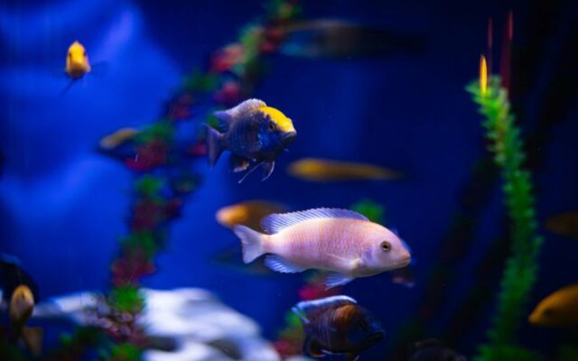 Đánh giá máy sưởi bể cá cảnh: Nên chọn loại nào?