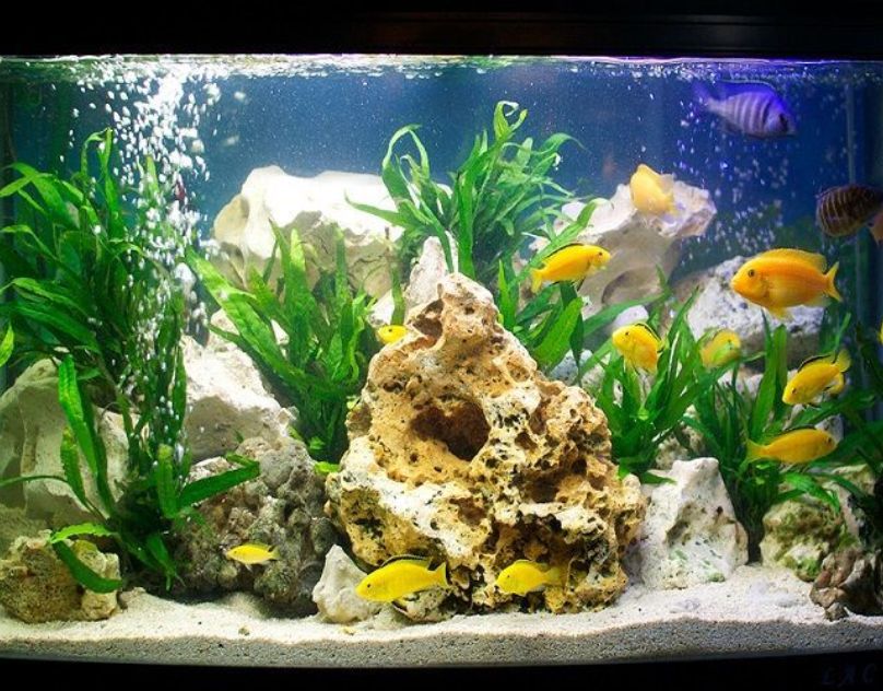Cách sử dụng và bảo trì máy bơm nước mini cho bể cá cảnh