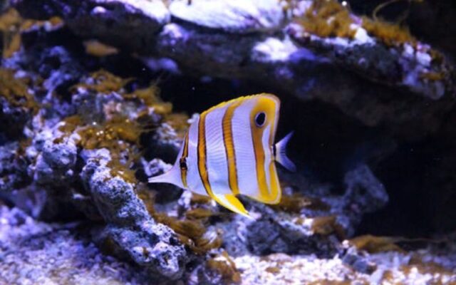 Cấu tạo máy sục khí bể cá nhỏ: Những chi tiết bạn cần biết