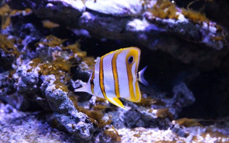 Cấu tạo máy sục khí bể cá nhỏ: Những chi tiết bạn cần biết